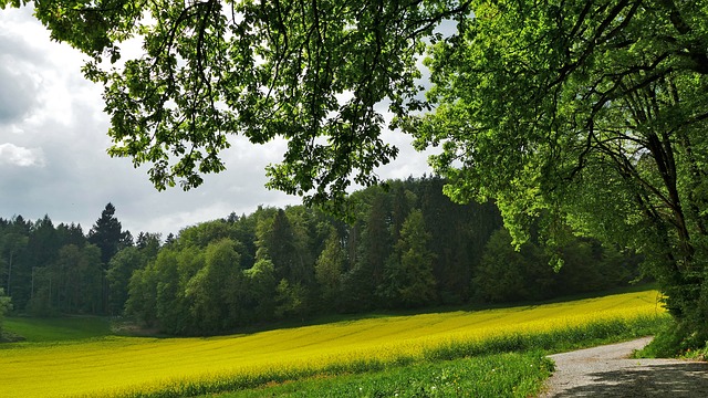 louka a les, krásná zelená příroda, vedle stromy a keře, malá cestička z asfaltu
